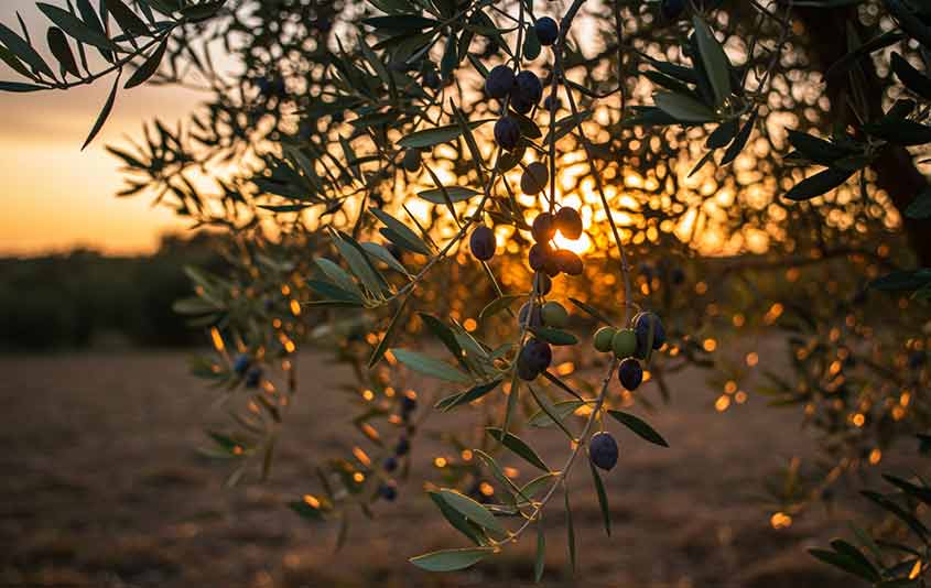“aceituna